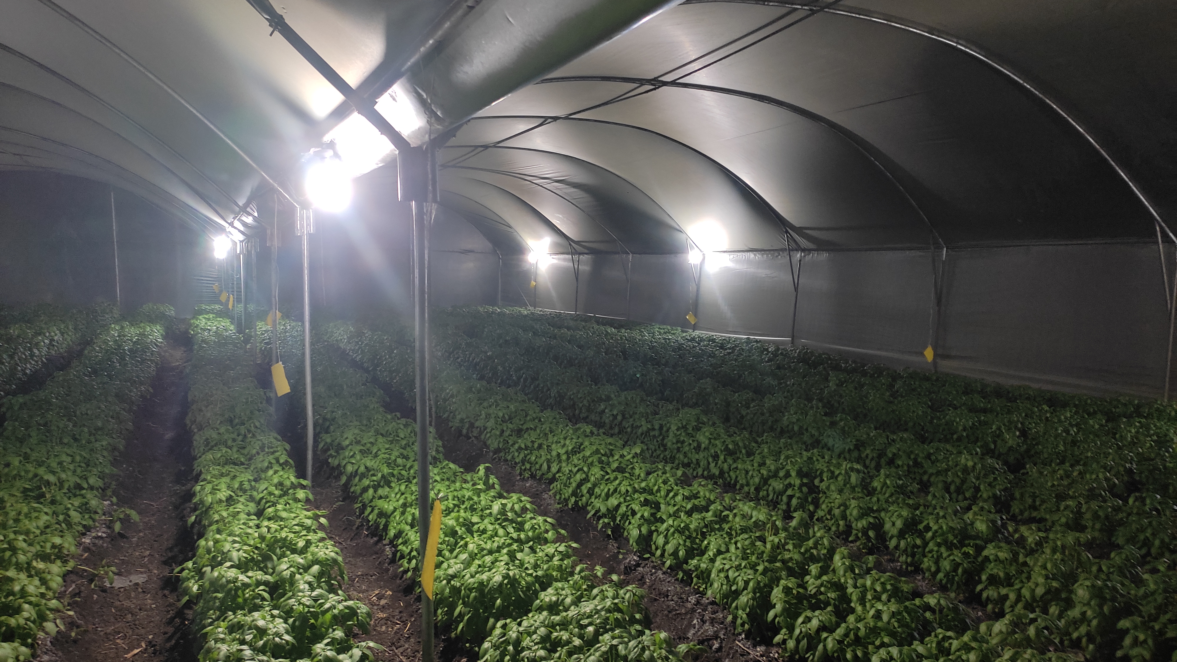 Greenhouses Solar Solutions